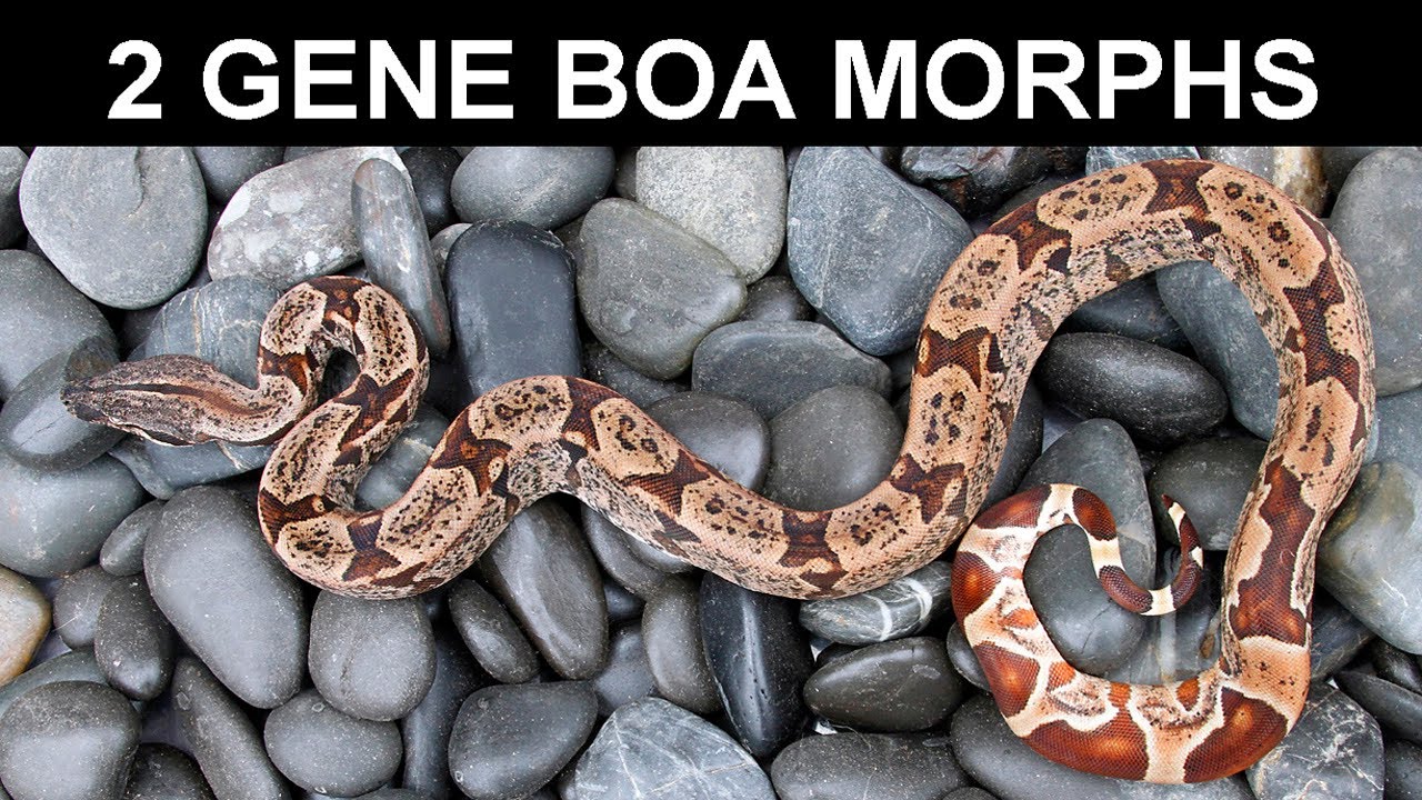 My Favorite Two Gene Boa Constrictor Morphs