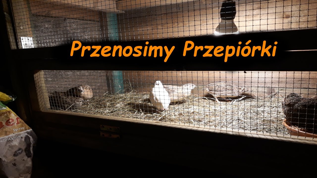Przenosimy Przepiórki 🐔 Co kupiłem na ryneczku? 😏 Nowe nabytki 😱