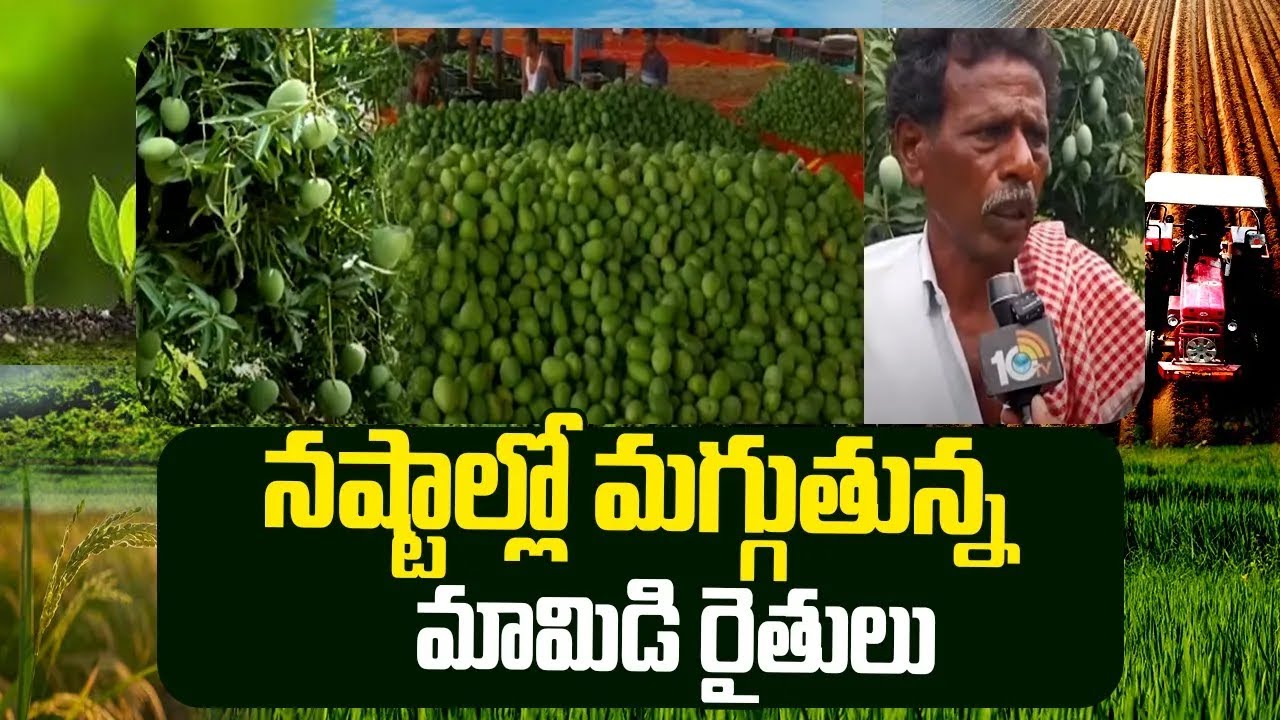 Mango farmers facing losses | నష్టాల్లో మగ్గుతున్న మామిడి రైతులు | Matti Manishi | 10TV Agri