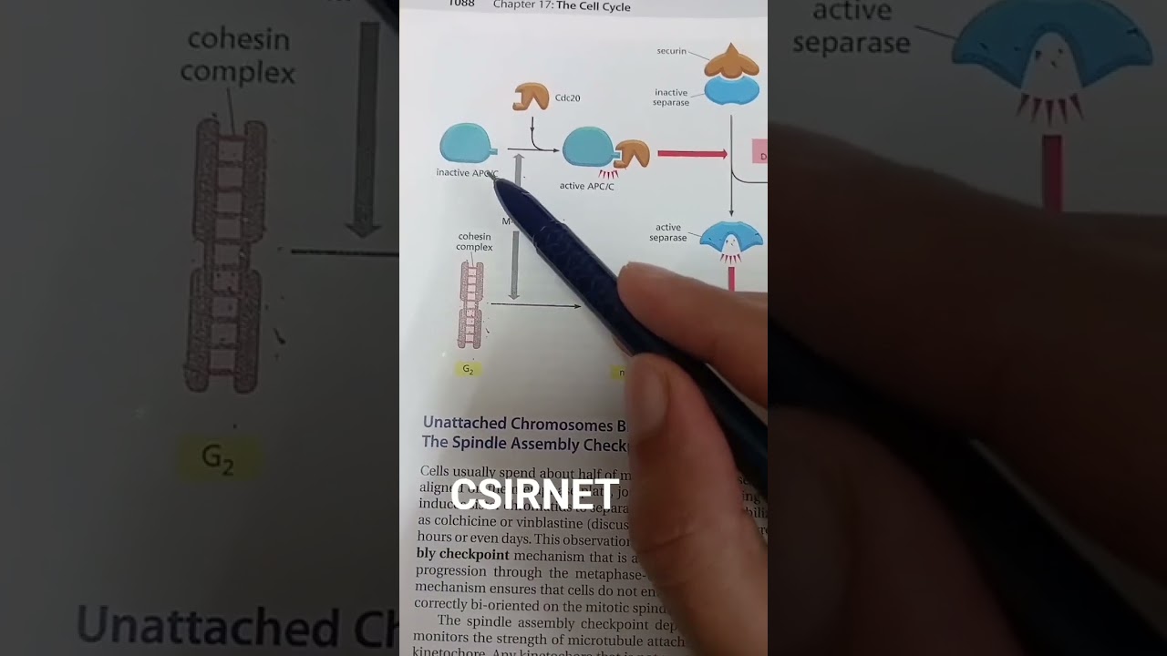 Sister chromatid separation by APC/C #csirnet #cellbiology #gatelifesciences #iitjam #mitosis