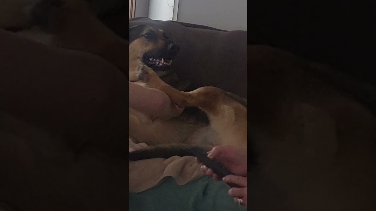 Dog chooses massage over watching the television. #shorts