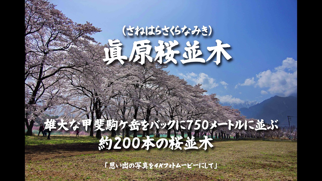 眞原桜並木（さねはらさくらなみき）雄大な甲斐駒ケ岳をバックに750メートルに並ぶ 約200本の桜並木 ４Ｋ