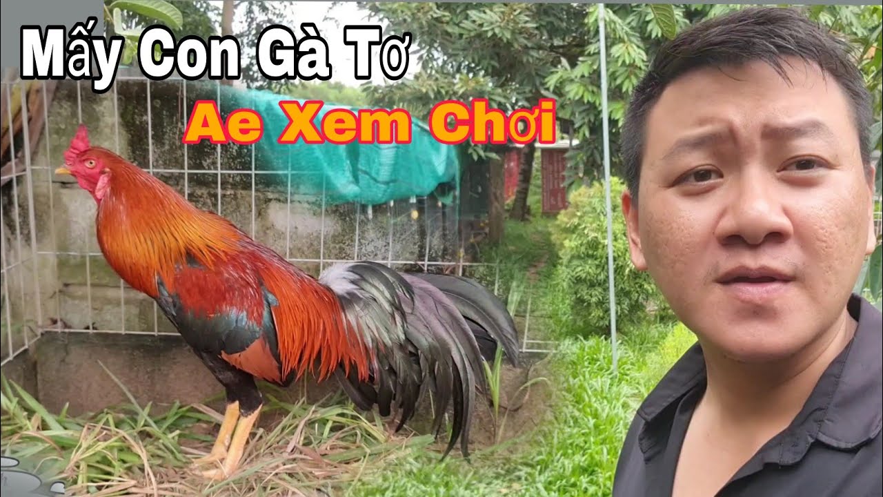 23.04.2025 Một Vòng Khu Gà Tơ, Mời Ae Xem Vui _ Trại Gà Thanh Cảnh