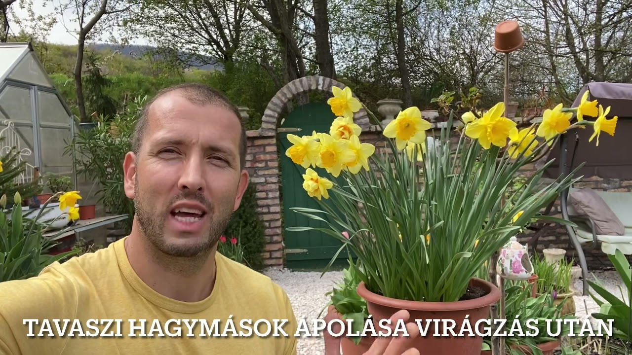 Tavaszi hagymások ápolása virágzás után ....