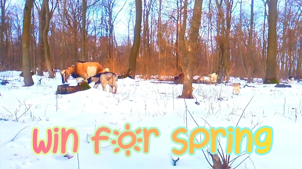 Win for Spring - Goats in the forest on the first day of Spring