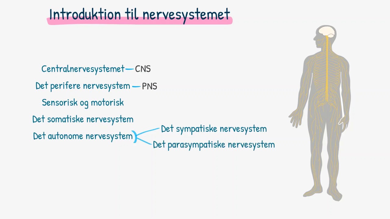 Introduktion til nervesystemet