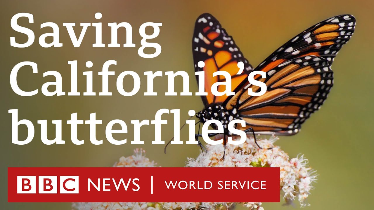 The return of California's butterflies - People Fixing the World, BBC World Service