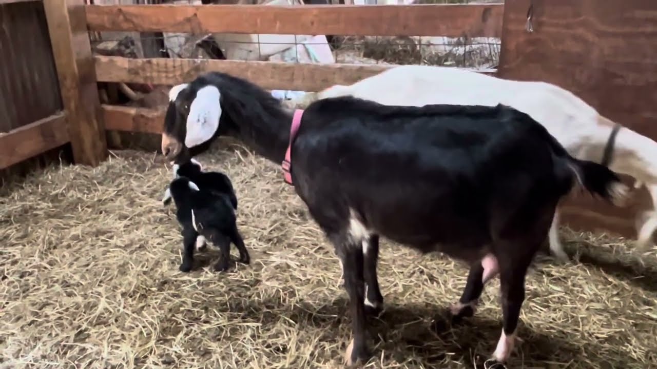 New Birth(Baby Goats) Challenges