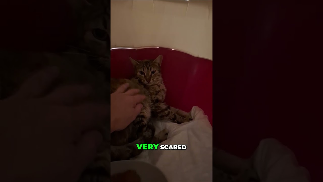 Scared Cat's Rescue: From Fear to Purrs at Leros Cat Foundation