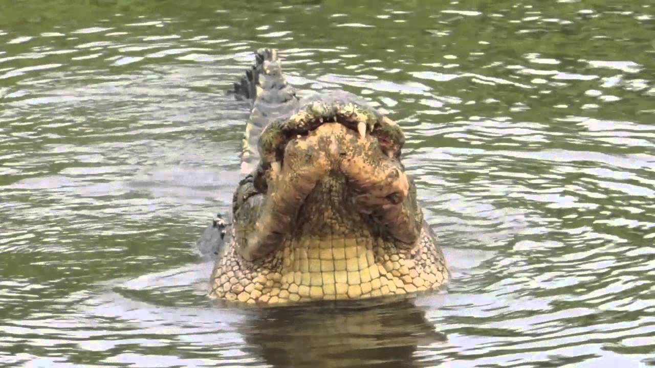 Gator Mating Call