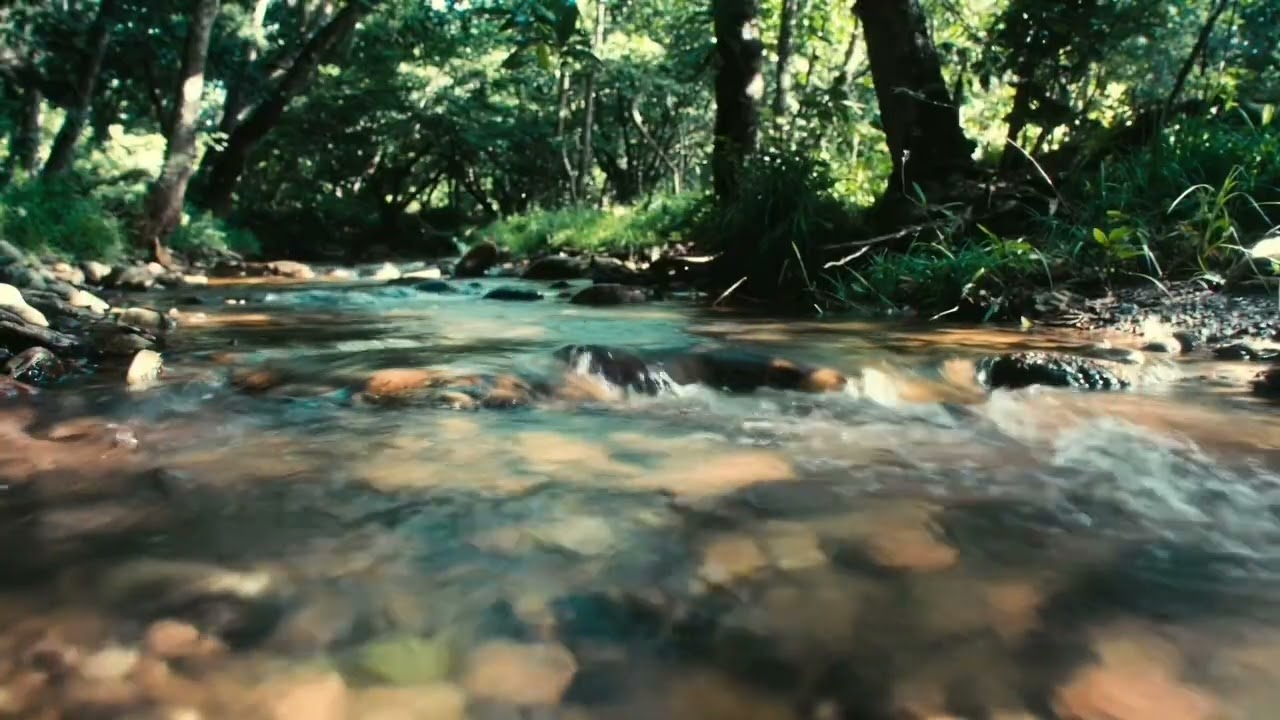 🌿 Deep Relaxation by a Forest Stream | 3 Hours of Calming nature | Relax ASMR | Deep sleep🌿
