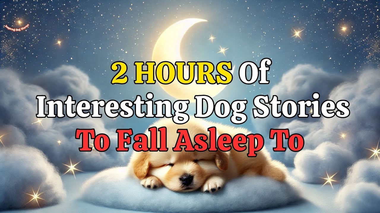 Inspiring Dog Stories for a Peaceful Night's Sleep 🐶💤
