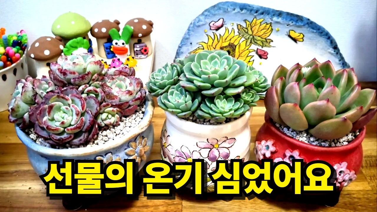 마음까지 심어지는 선물 다육이 식재 기록 (26.2.8) (多肉植物) (たにくしょくぶつ) Korean Succulent