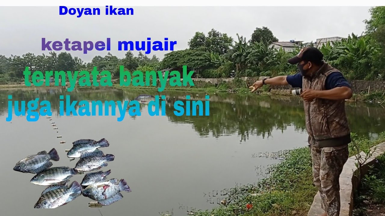 Ketapel/nyelepet ikan Mujair//Doyan ikan