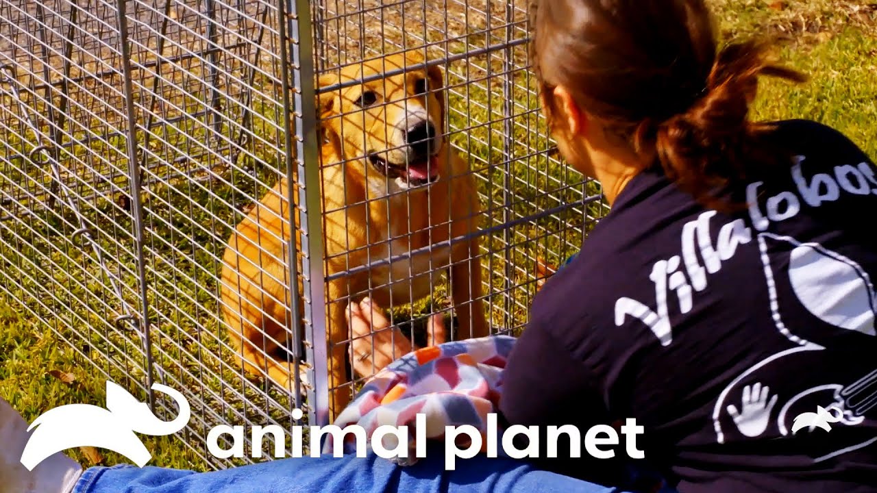 Rescue Stories That Will Melt Your Heart | Pit Bulls & Parolees | Animal Planet