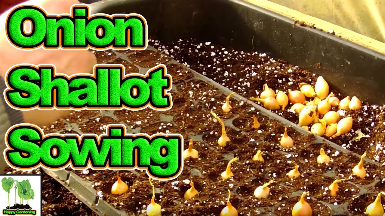Sowing Onion and Shallot Sets!