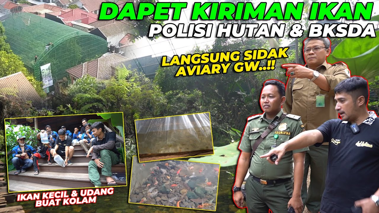 WADUH..!! TIBA2 POL1SI HUTAN DATANG. LANSGUNG SIDAK AVIARY GW..!!