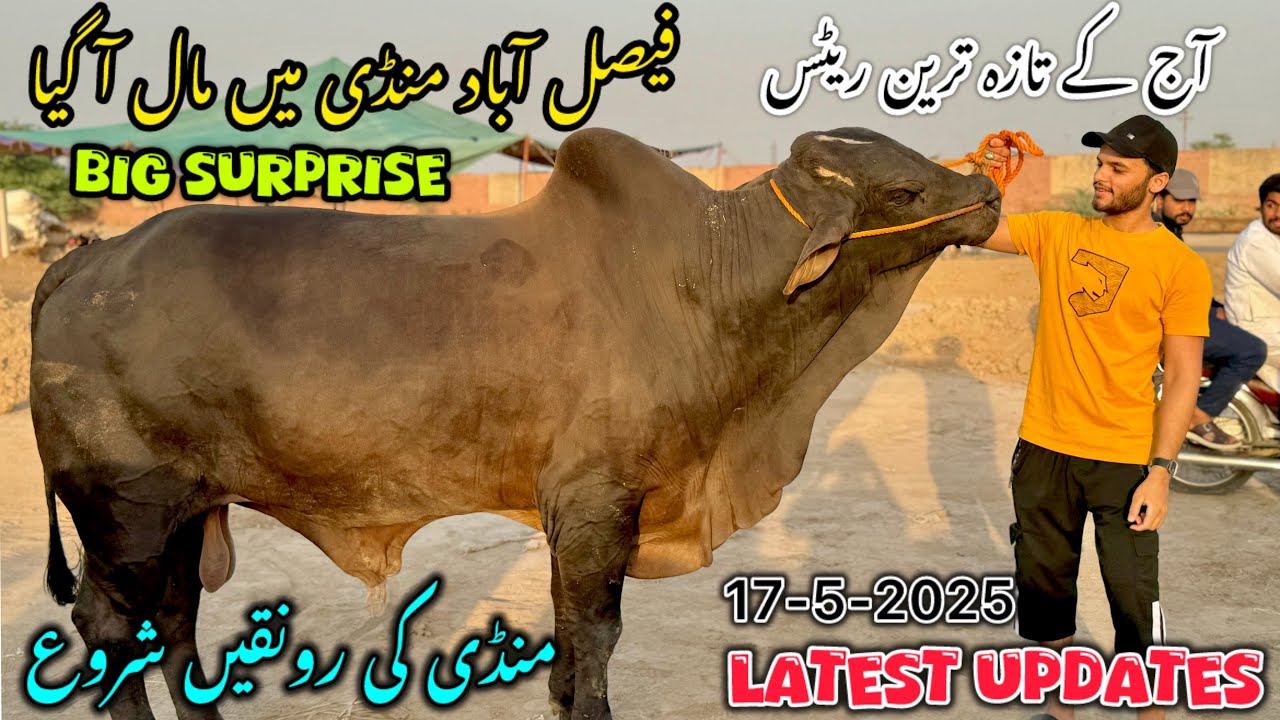 Janwar a gye mandi me | Faisalabad Mandi 2025 Today | 17-5-2025 | latest updates cow Mandi