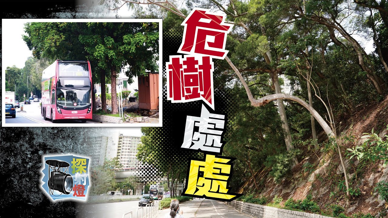 【on.cc東網】探射燈：路旁危樹殺機四伏　部門處理如一碌木