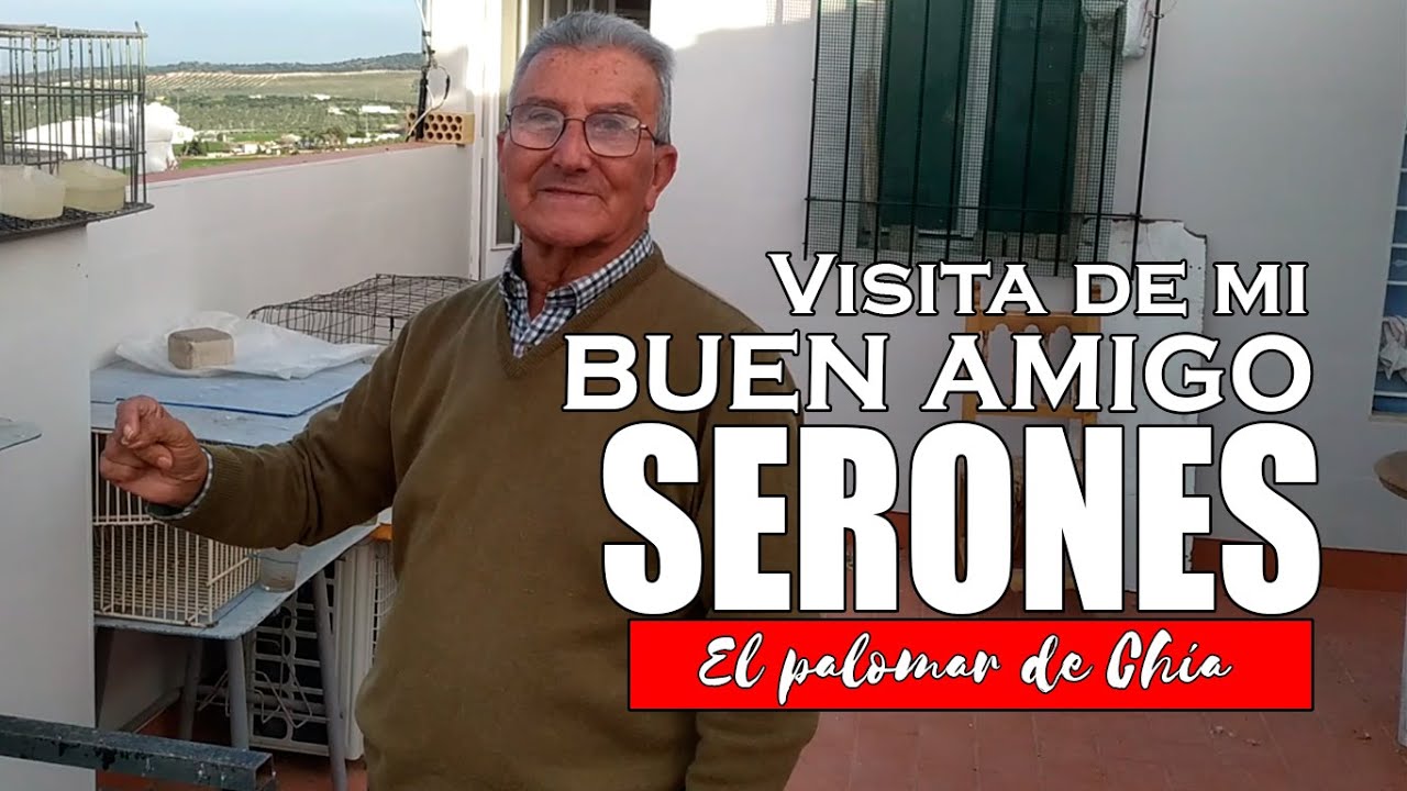 Visita a mi palomar de mi buen amigo Serones #palomos #colillanos #Criadordepalomos