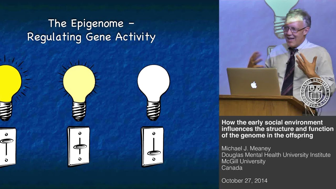 How early social environment influences the genome in offspring