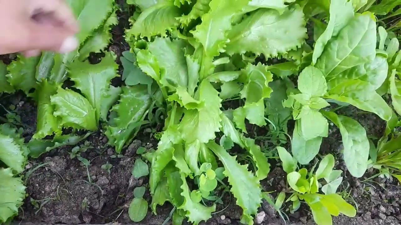 Siembra de semillas de lechuga.   Siembra a cosecha en 40 días.