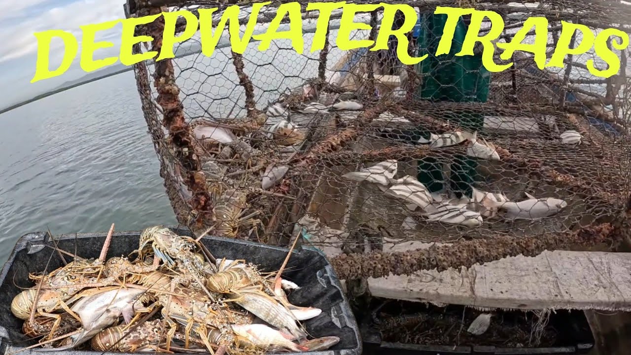 EPIC FISH TRAP HAULING, BACK ON THE JOB!!!#🇯🇲🇯🇲🇯🇲#jamaica #adventure #fishing