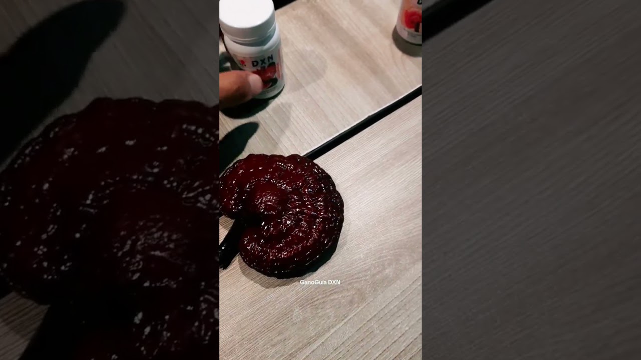 Ganoderma Lucidum 🍄#ganodermalucidum #reishi #lingzhi #hongo