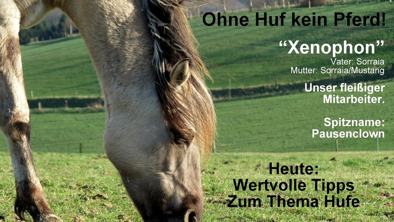 Ohne Huf kein Pferd! Hufpflege &hellip; mit &Uuml;berraschung! (Untertiteltext beachten!)