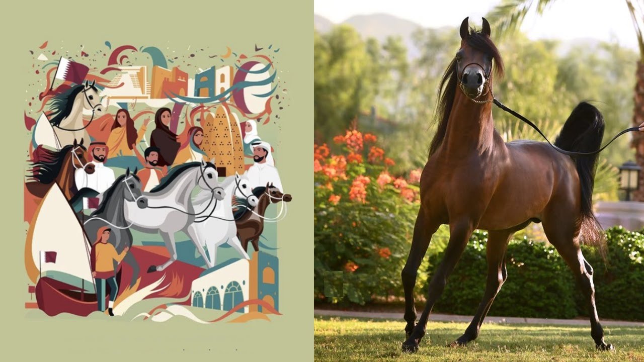 اليوم الأول من بطولة العالم لجمال الخيل العربي الأصيل 2023 في قطر| World Arabian Horse Championship