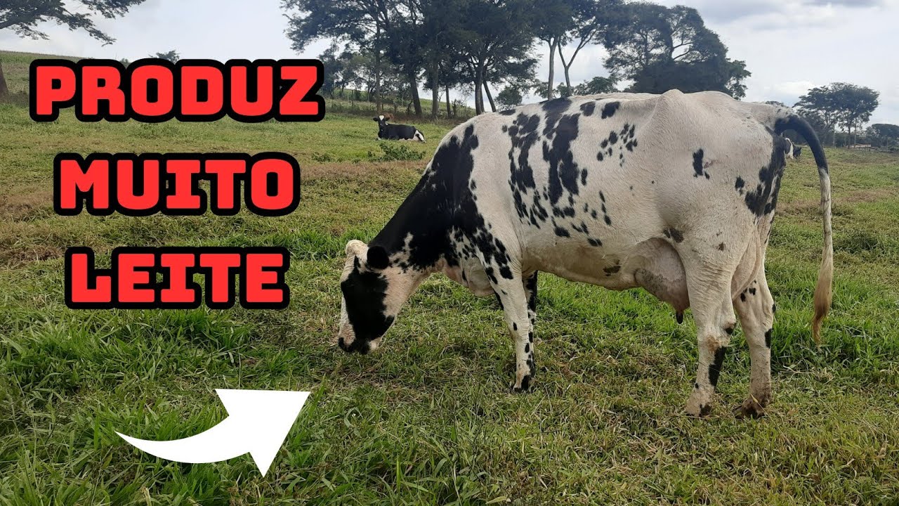 Cinco motivos para voc&ecirc; COMPRAR uma vaca HOLANDESA, mas tome CUIDADO nesse ponto ...