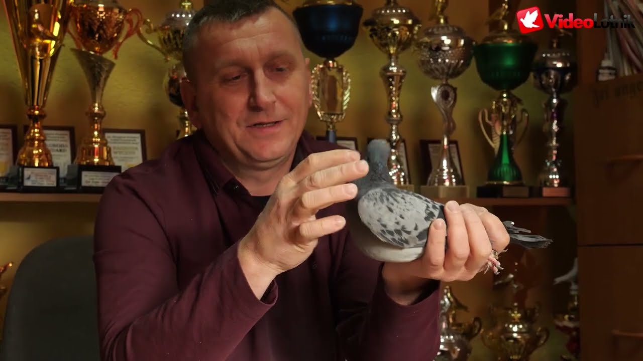 Tadeusiak-Idczak - prezentacja gołębi pocztowych po Invictus Ornat, Porsche, Kittel, Maverick, Messi