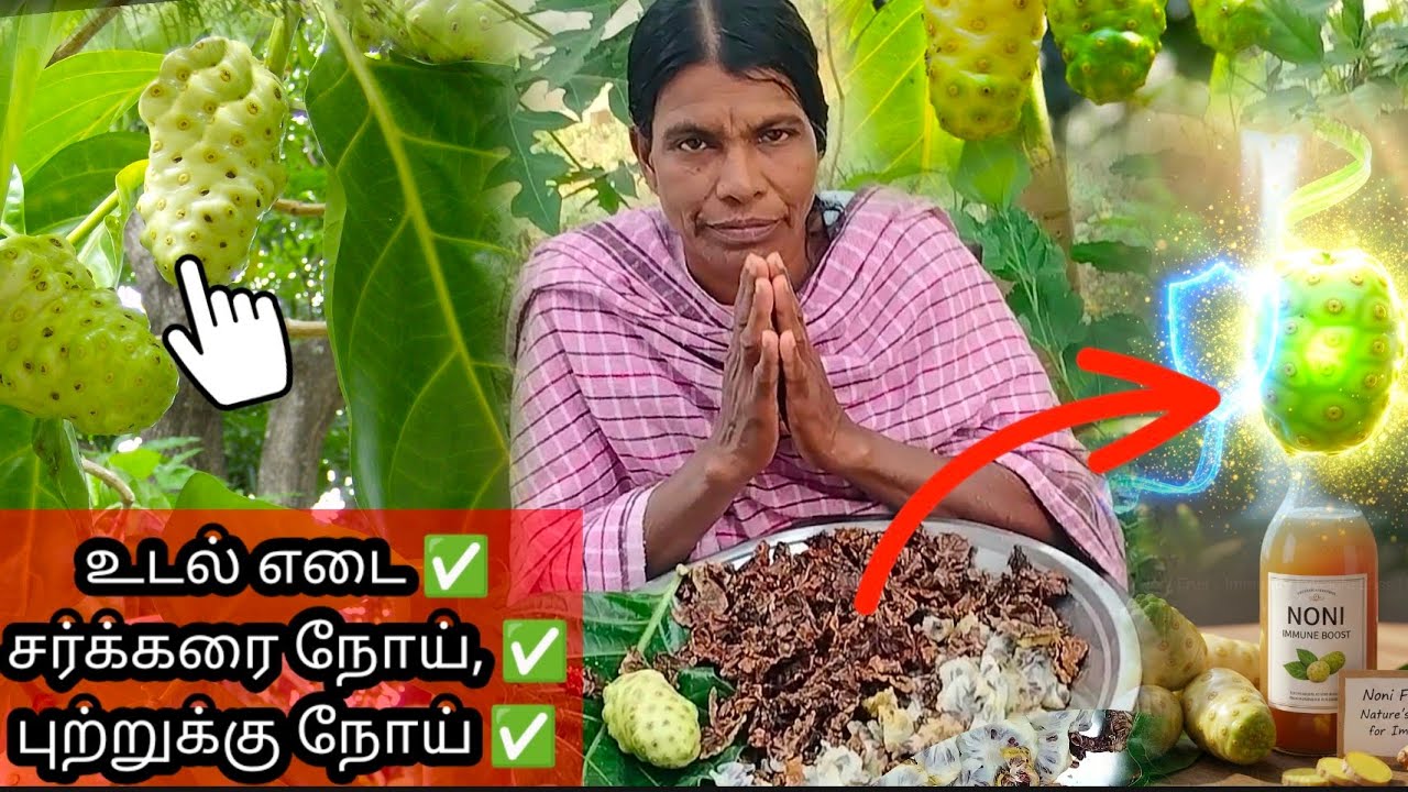 நோனி பழம் 1kG= 150/-மருத்துவம்| Amrith Noni fruits medical health benifids #herbalmedicine#marunthu 