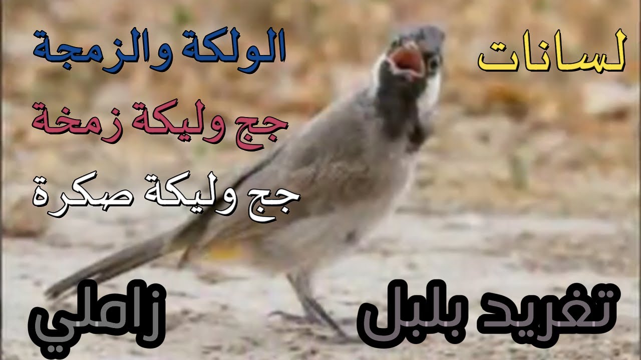 تغريد بلبل طور زاملي ,, الولكة والزمجة ,, جج وليكة زمخة ,, جج وليكة صكرة