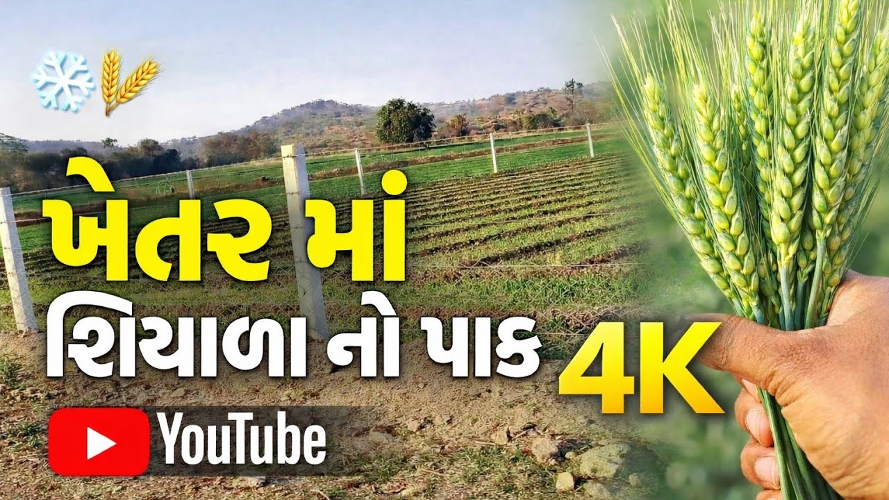 ઝાકળ ભરેલી સવાર 🪴