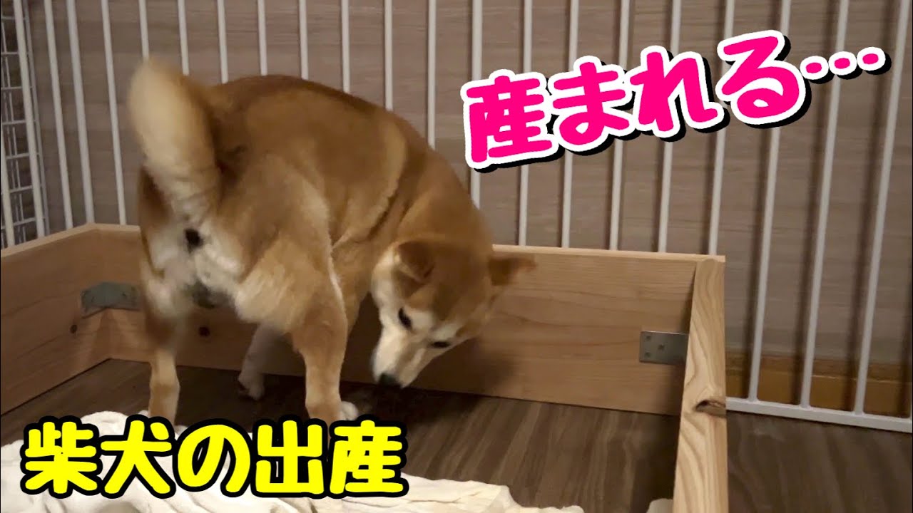 【柴犬 出産ドキュメンタリー】緊迫 深夜2時の出産 妊娠60日目の奇跡