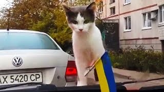 Funny Dash Cam Compilation, Dash Cam WTF Compilation # 13