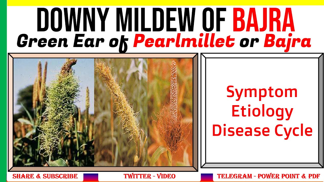 Green Ear or Downy Mildew of Bajra/Pearlmillet, Symptom, Etiology, Disease Cycle | #PAC-17