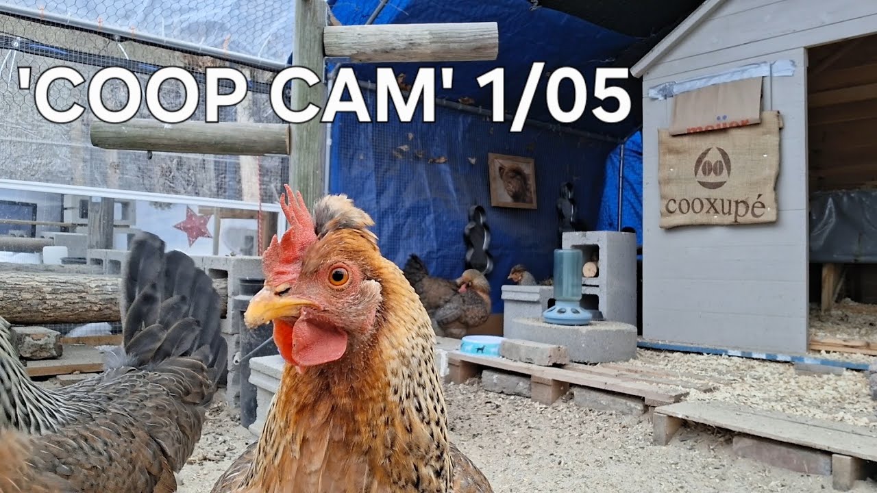 🎥 Calming Down After a HAWK Scare!!! Everyone's Safe!!!  (No Talking) #backyardchickens 