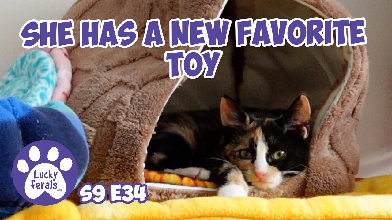 The Kitten Has A New Favorite Cat Toy - Rescue Kitten Days 34 35 - Lucky Ferals Cat Vlog S9 E34
