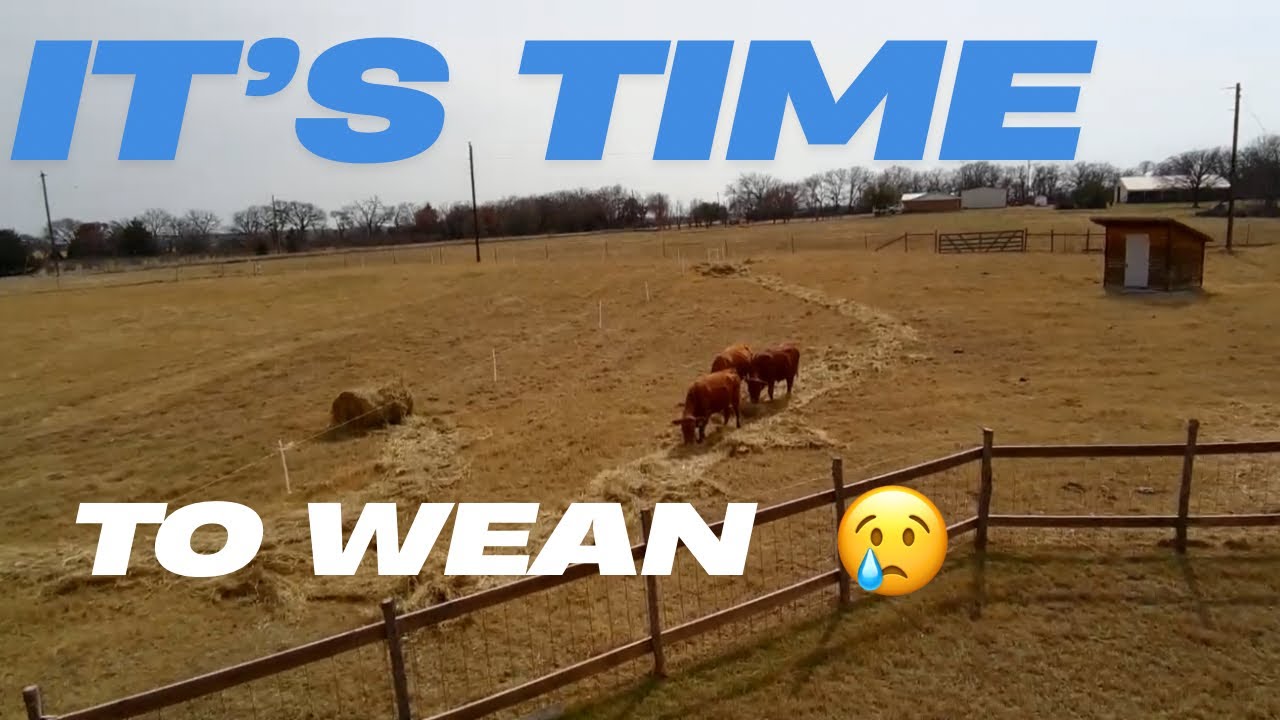 Gotta keep ‘em separated!  Weaning claves