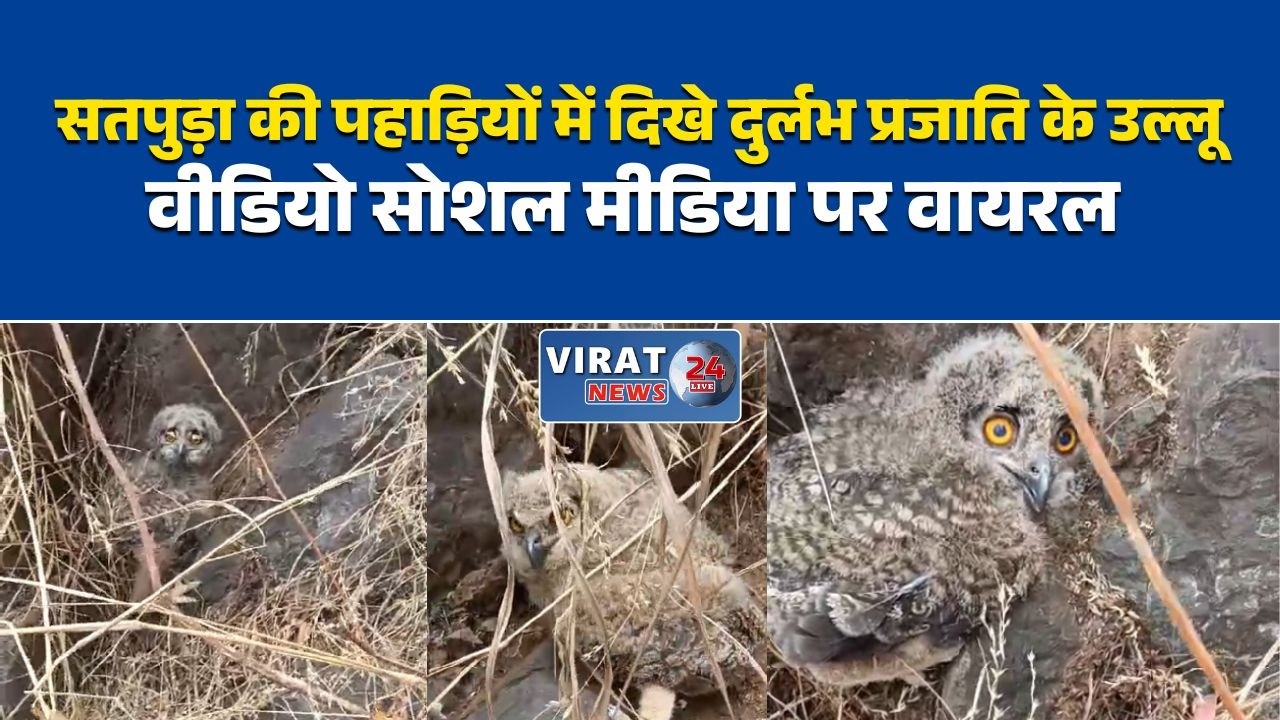 खरगोन; सतपुड़ा के जंगलों में दिखी दुर्लभ पक्षी प्रजाति, उल्लुओं का वीडियो बना चर्चा का विषय