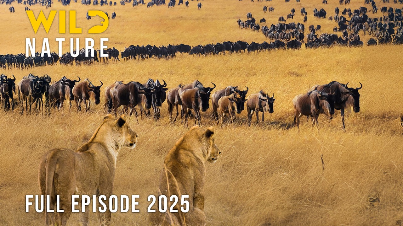THE LAST MIGRATION | A Journey Across Africa’s Forgotten Wilderness #naturedocumentaries