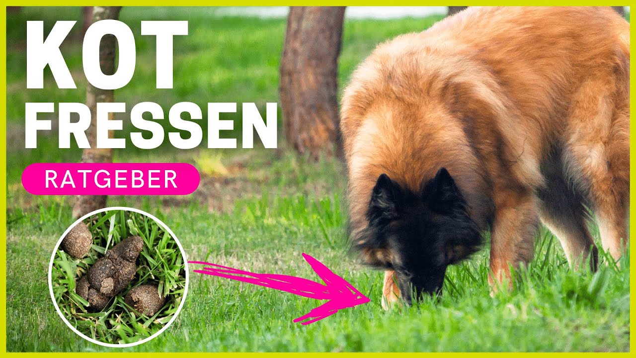 Warum frisst mein Hund Kot? | Gründe & Hilfe bei Kot fressen