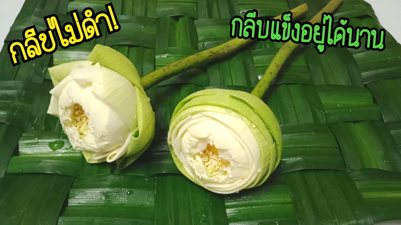 วิธีทำให้กลีบดอกบัวไม่ดำและเทคนิคพับดอกบัวทั้ง 2 แบบ BY PPP CHANNEL