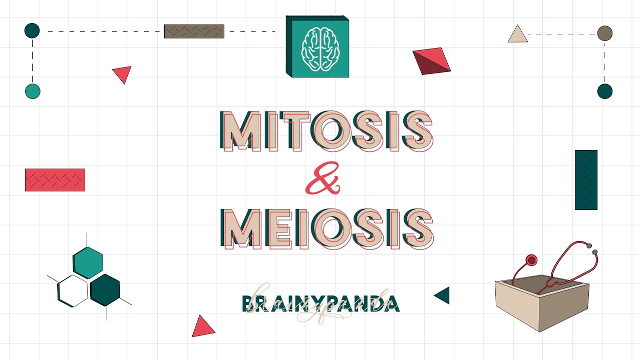 Mitosis dan Meiosis: Bedanya Apa? | Biologi Sel | Brainy Panda