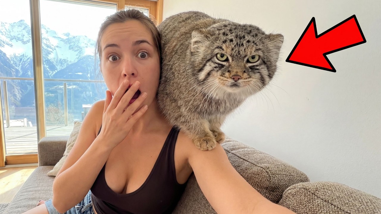 I Rescued a Cat Trapped in a Sewer… I Was Shocked to Discover It Was a Rare Manul