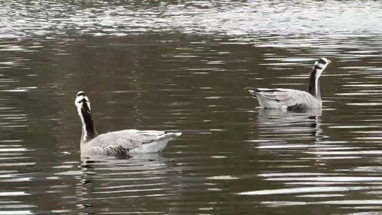 “Two bar-headed hybrid geese glide on the Serpentine, then fly off on a cold, drizzly day 🪿🪿🌧️