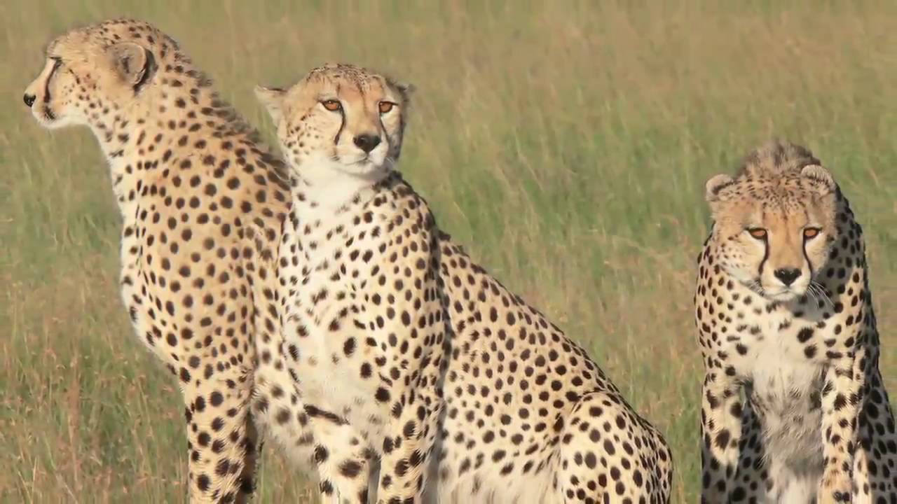 Jackson Looseyia : Big Cats of the Mara