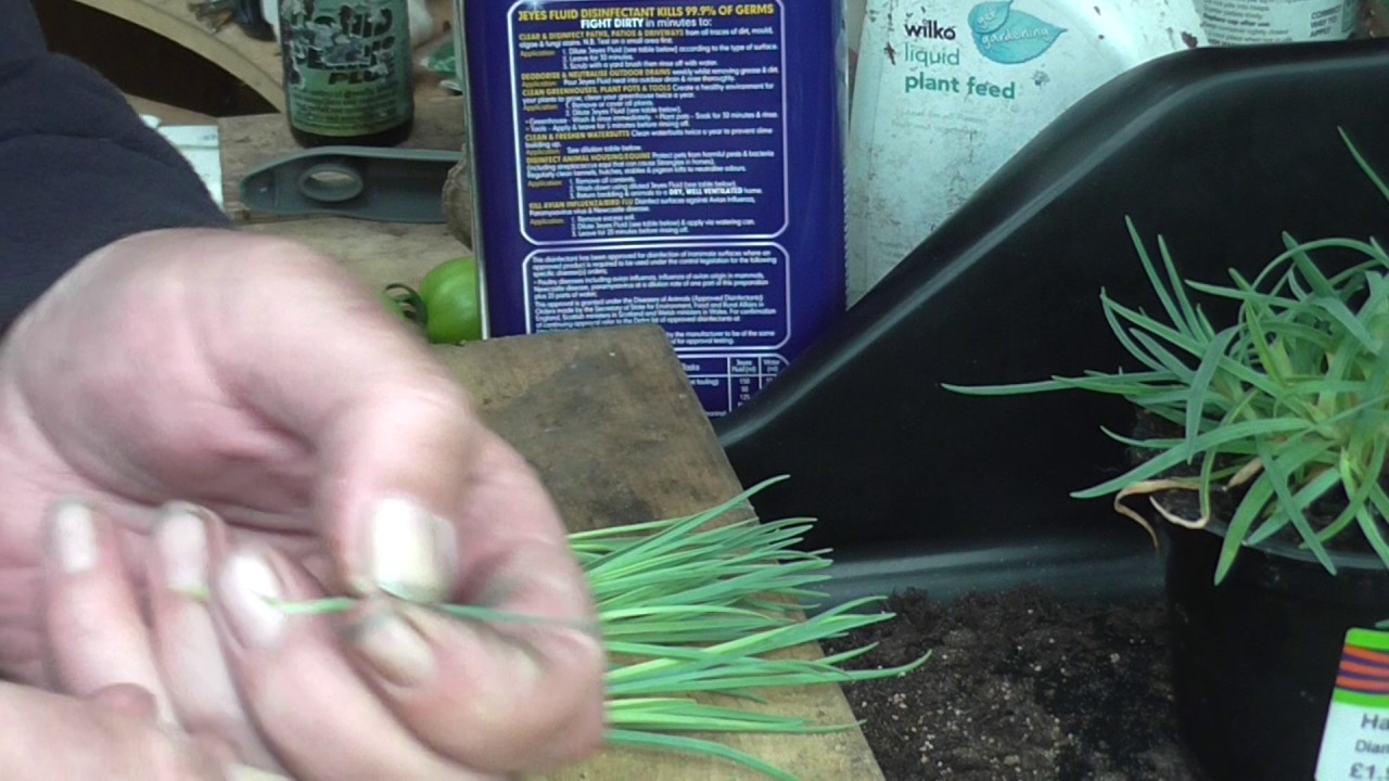 carnation cuttings